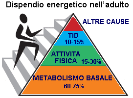 Dal metabolismo basale al metabolismo totale