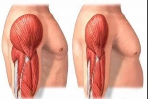 sarcopenia e proteine